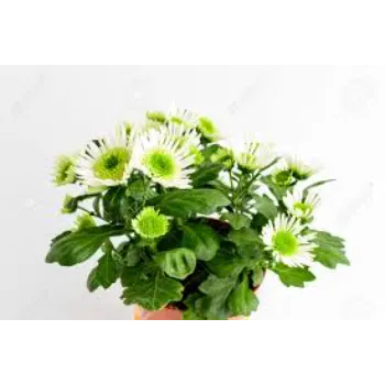 Good Chrysanthemum Plant
